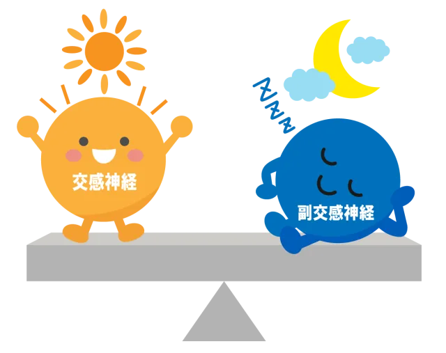 交感神経と副交感神経のバランスのイラスト